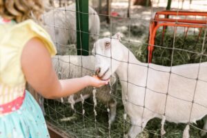 girl in orange county petting a goat